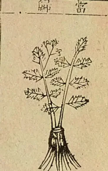 金陵本《本草綱目》附圖,圖題「當歸」:一株葉緣有鋸齒的植物,下面是一束根
