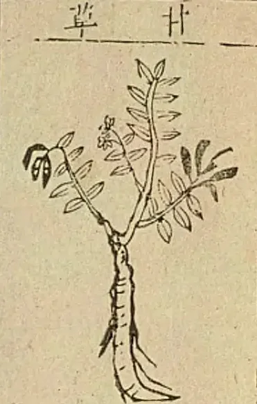 金陵本《本草綱目》附圖，圖題「甘草」：一株枝葉對生的植物，下面是粗壯的根