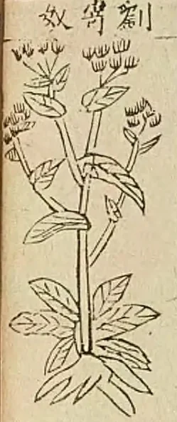 金陵本《本草綱目》附圖，圖題「劉寄奴」：一株莖直立的植物，枝頂開著成簇的花
