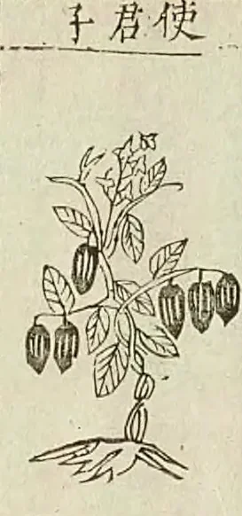 金陵本《本草綱目》附圖，圖題「使君子」：一株枝葉茂密的植物，掛著幾顆長形果實